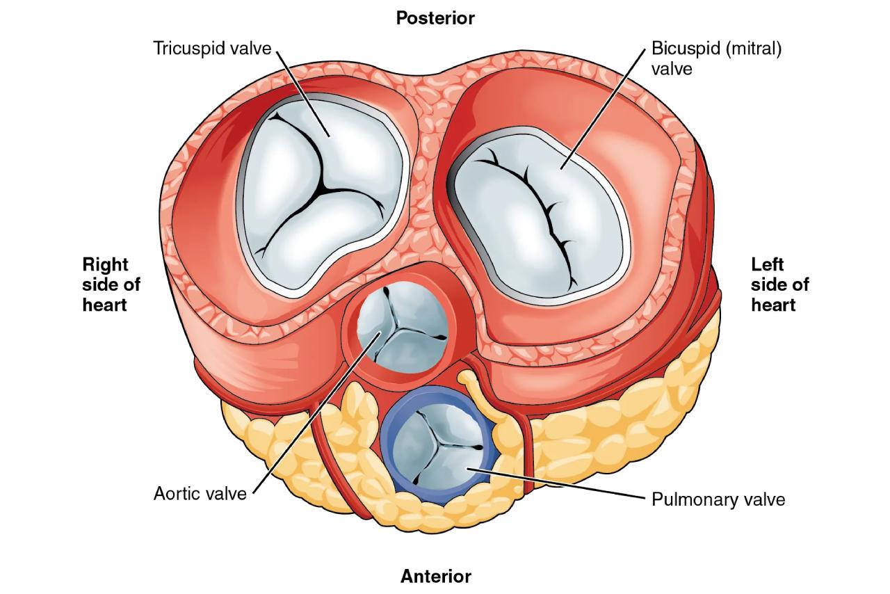 Colour diagram showing the different valves of the heart