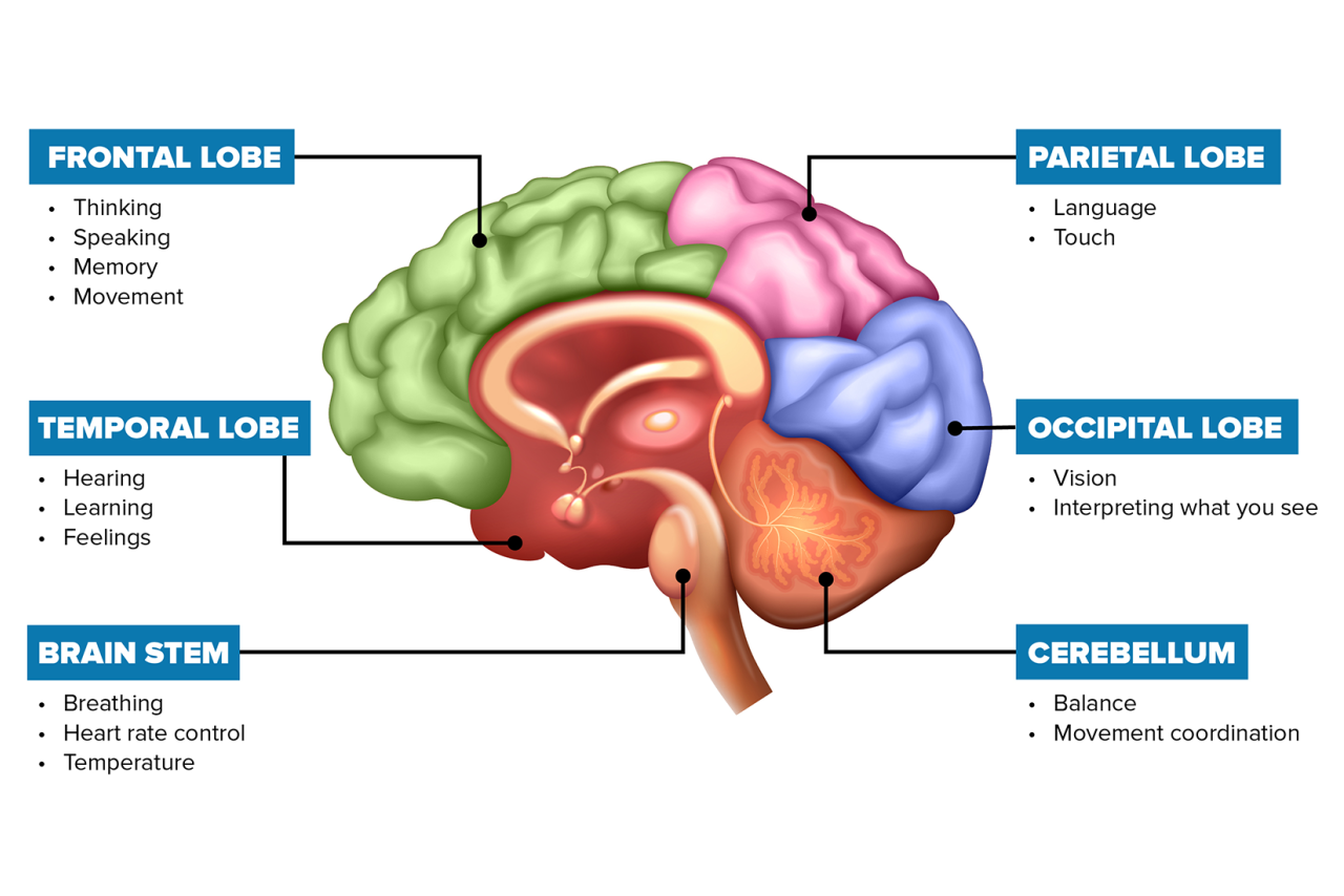 graphic of the brain showing the 4 different lobes, brain stem, and cerebellum
