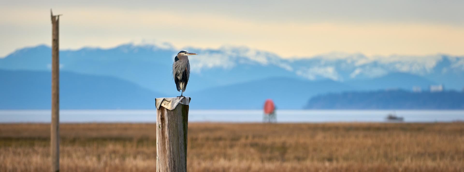 A great blue heron perched above the marshes off the West Dyke Trail in Richmond, British Columbia, Canada.