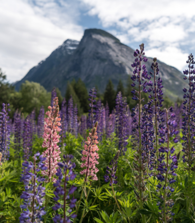 Bella Coola mountains with wildflowers in foreground
