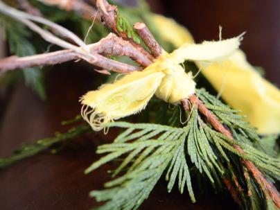 Closeup of ced boughs tied together laying on a desk.
