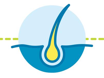 Illustration of a hair follicle 